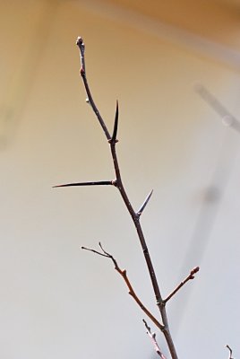 Crataegus crus-galli - hloh kuří noha - konec větévky se zimními pupeny